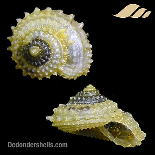 Calliotropis sagarinoi 4