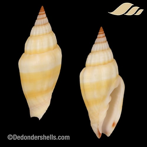 Vexillum vulpeculum 3