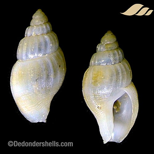 Amphissa acutecostata 1