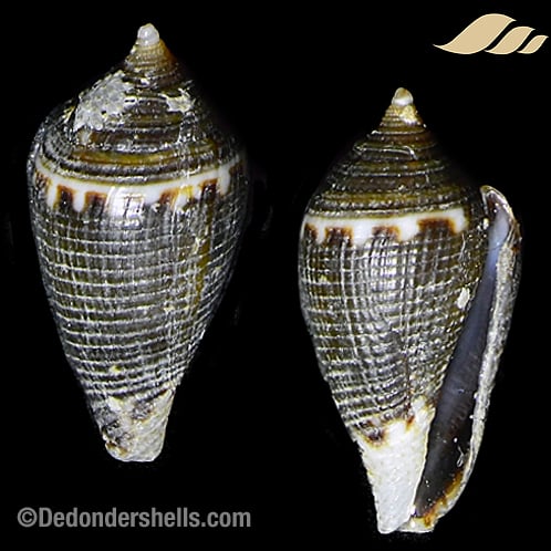 Lovellona carbonaria 3