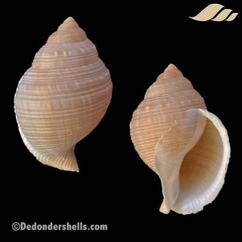 Galeodea echinophora adriatica 9