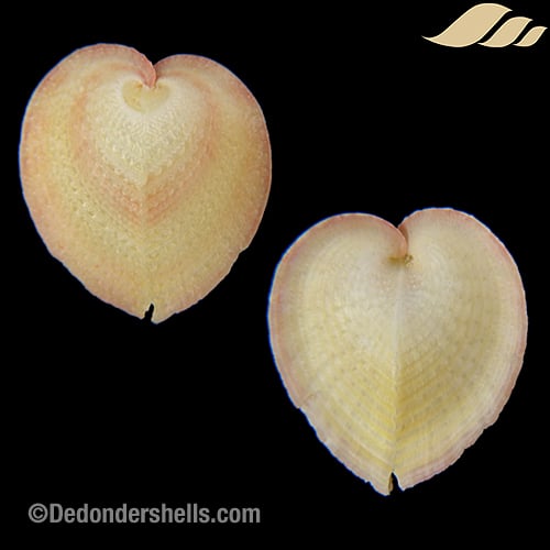 Corculum cardissa kirai 12