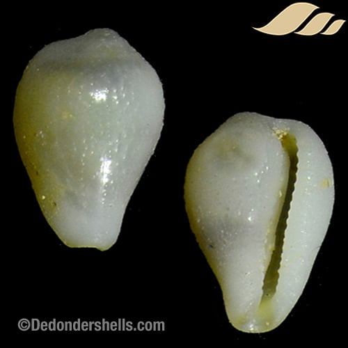 Sulcerato corrugata 2