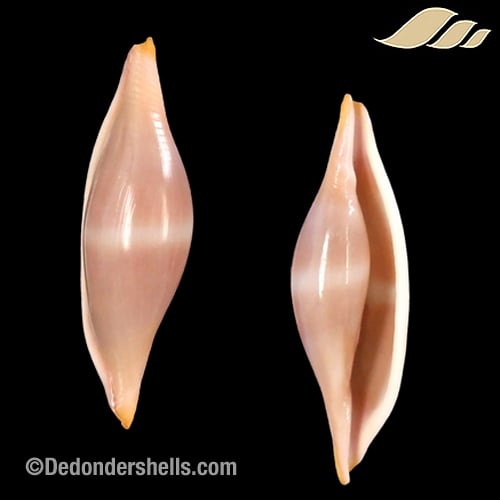 Phenacovolva brevirostris 3