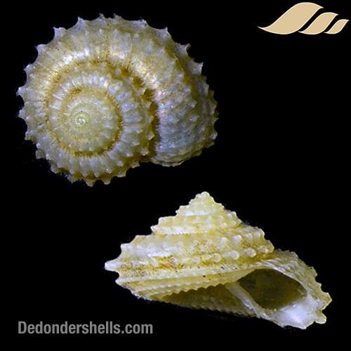 Calliotropis sagarinoi 10