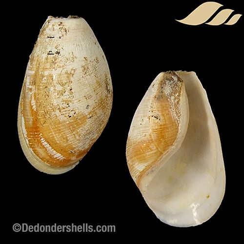 Scaphander lignarius 9