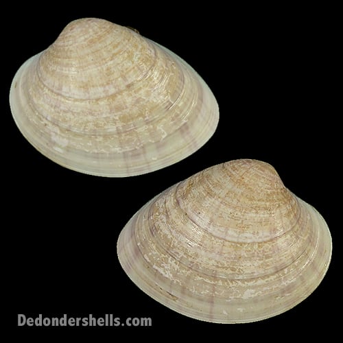 Callista chinensis 2