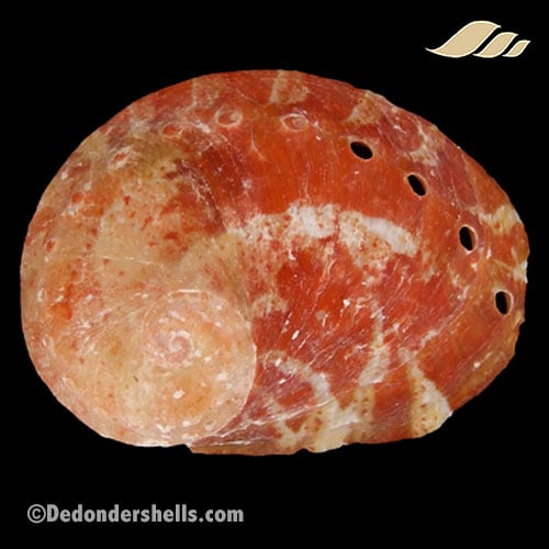 Haliotis patamakanthini 8