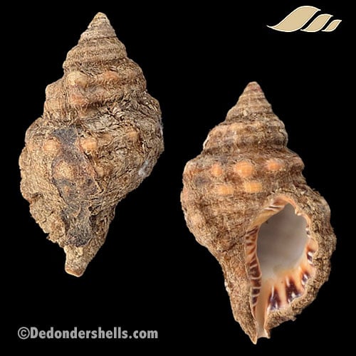 Cymatium parthenopeum 3