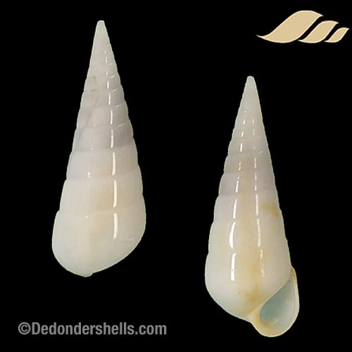 Melanella martinii 6