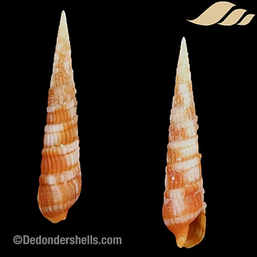 Terebra columellaris 8