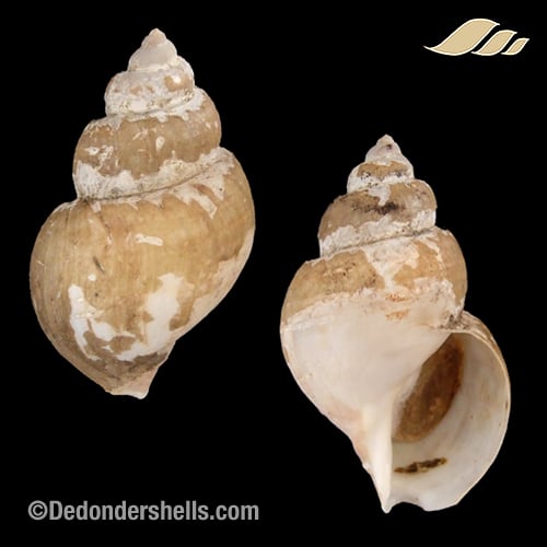 Buccinum kushiroensis 2