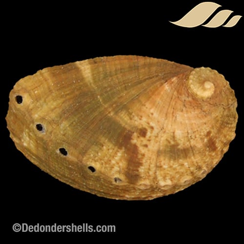 Haliotis mykonosensis 6