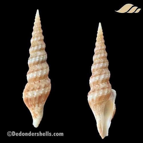 Clathrodrillia flavidula 2