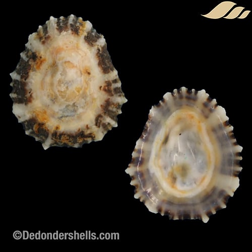 Patella intermedia 17