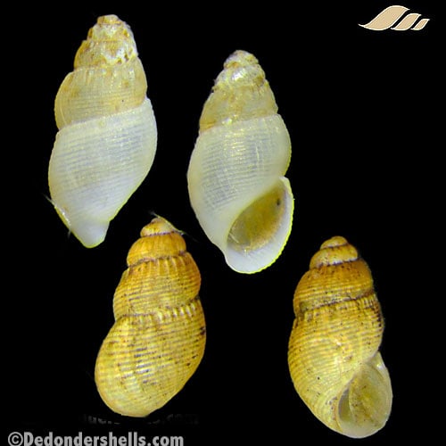 Onoba semicostata 8