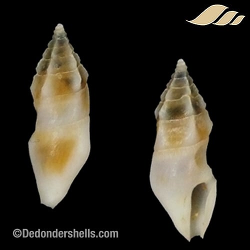 Plagiostropha bicolor 7