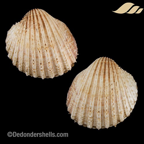 Acanthocardia tuberculata 13