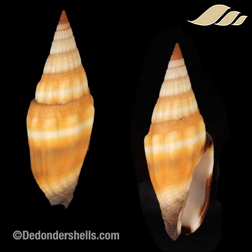 Vexillum vulpeculum 7