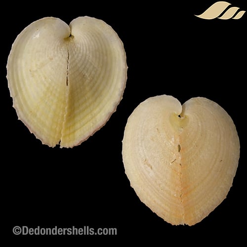 Corculum monstrosum 10