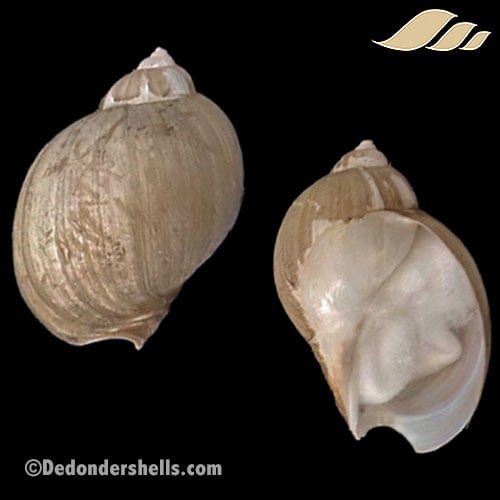 Volutharpa ampullacea perryi 1