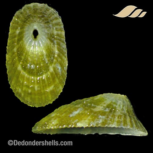 Diodora philippiana 6