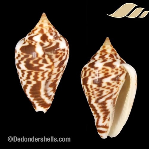 Parametaria epamella 1