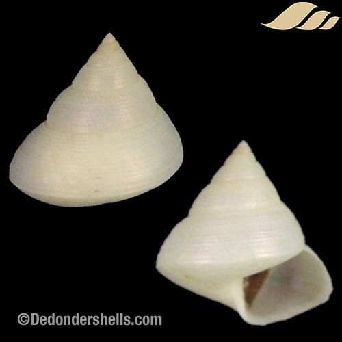 Calliostoma akoya 1