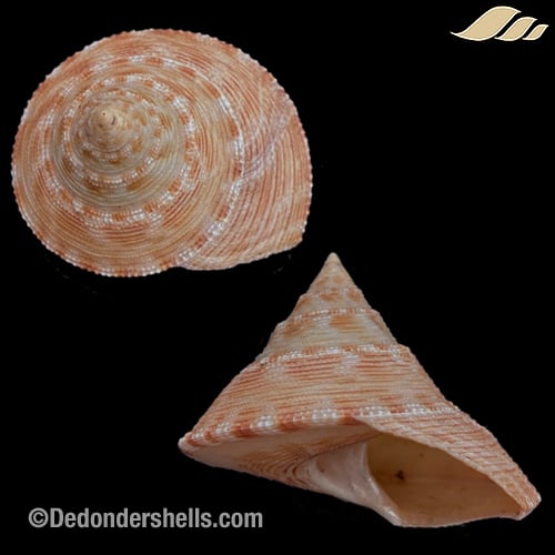 Calliostoma formosense 1