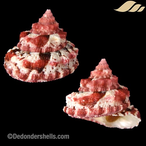 Trochus ferreirae 14