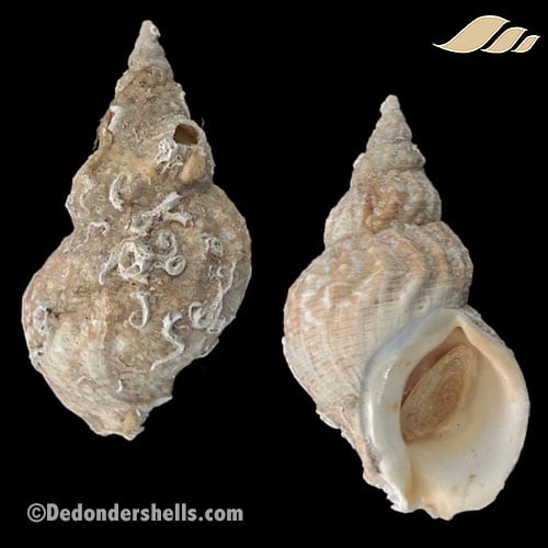 Buccinum undatum 3