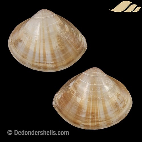 Mactra stultorum cinerea 4