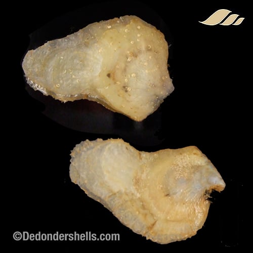 Isognomon dunkeri 22