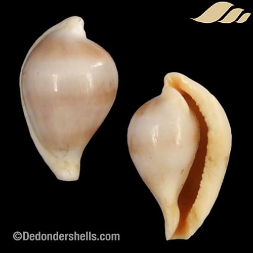 Margovula pyriformis 7