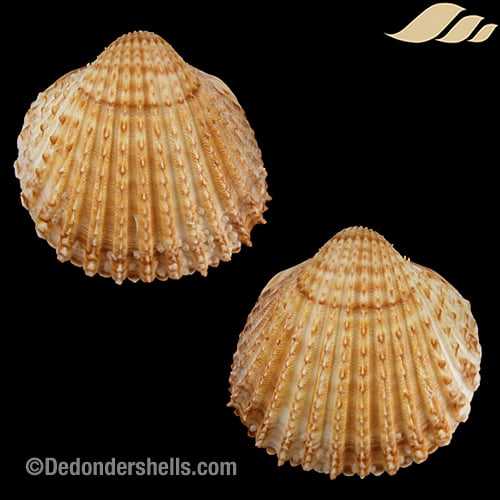 Acanthocardia tuberculata 9