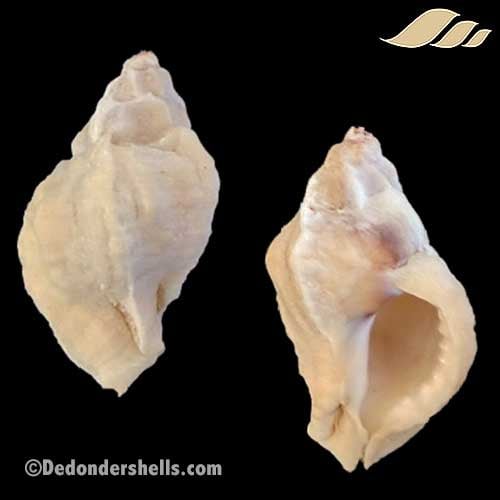 Ceratostoma rorifluum 1