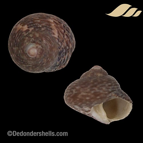 Clanculus jussieui 1