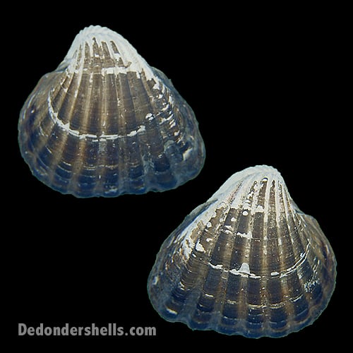 Senilia senilis 4