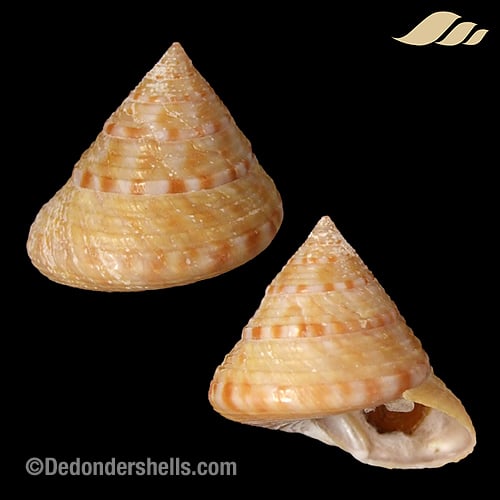 Calliostoma zizyphynum 5