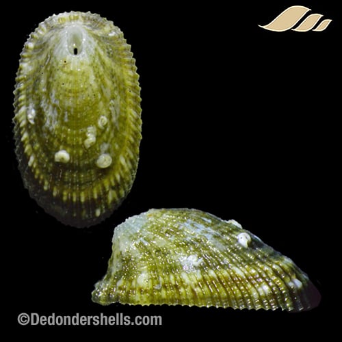 Diodora philippiana 7