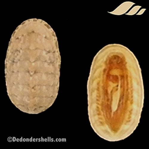 Lepidochitona cinerea 2