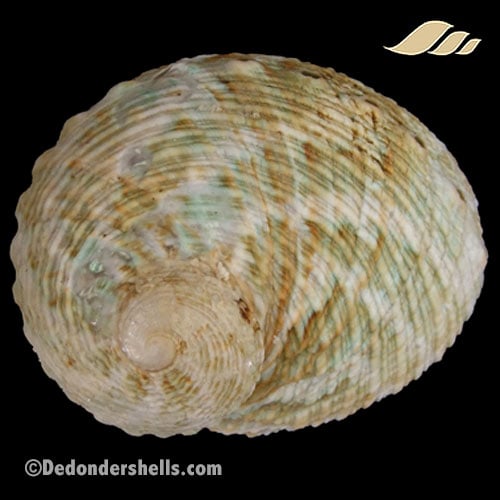 Haliotis cyclobates 3