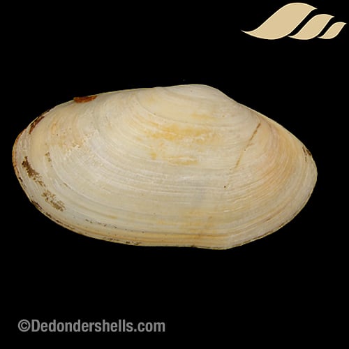 Lutraria lutraria 13