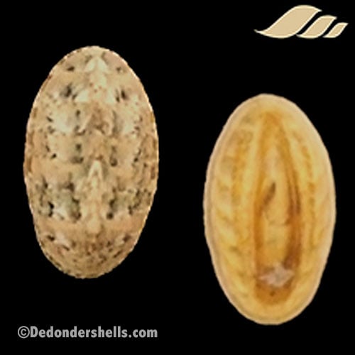 Lepidochitona cinerea 1