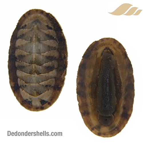 Ischnochiton cessaci 22