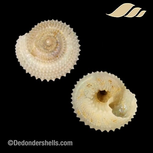 Calliotropis calcarata 1