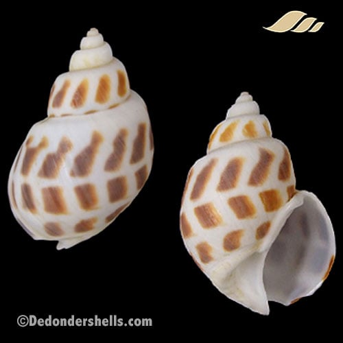 Babylonia areolata chemnitziana 1