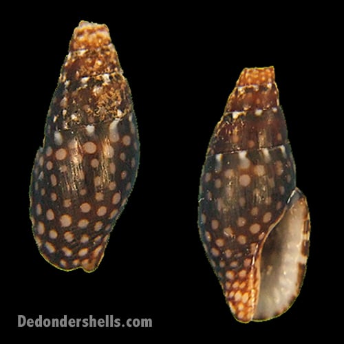 Mitrella ocellata 4