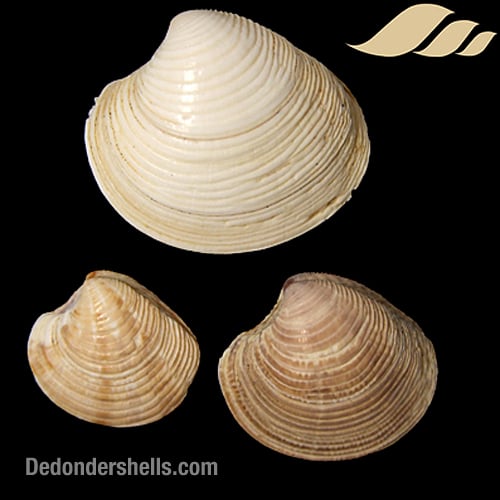 Chamelea striatula 3