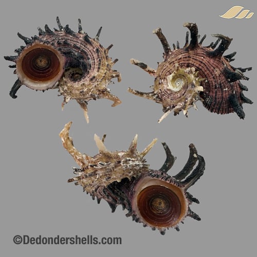 Angaria melanacantha 8